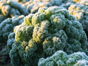 adobestock-boerenkool-vorst-stamppotmaandag