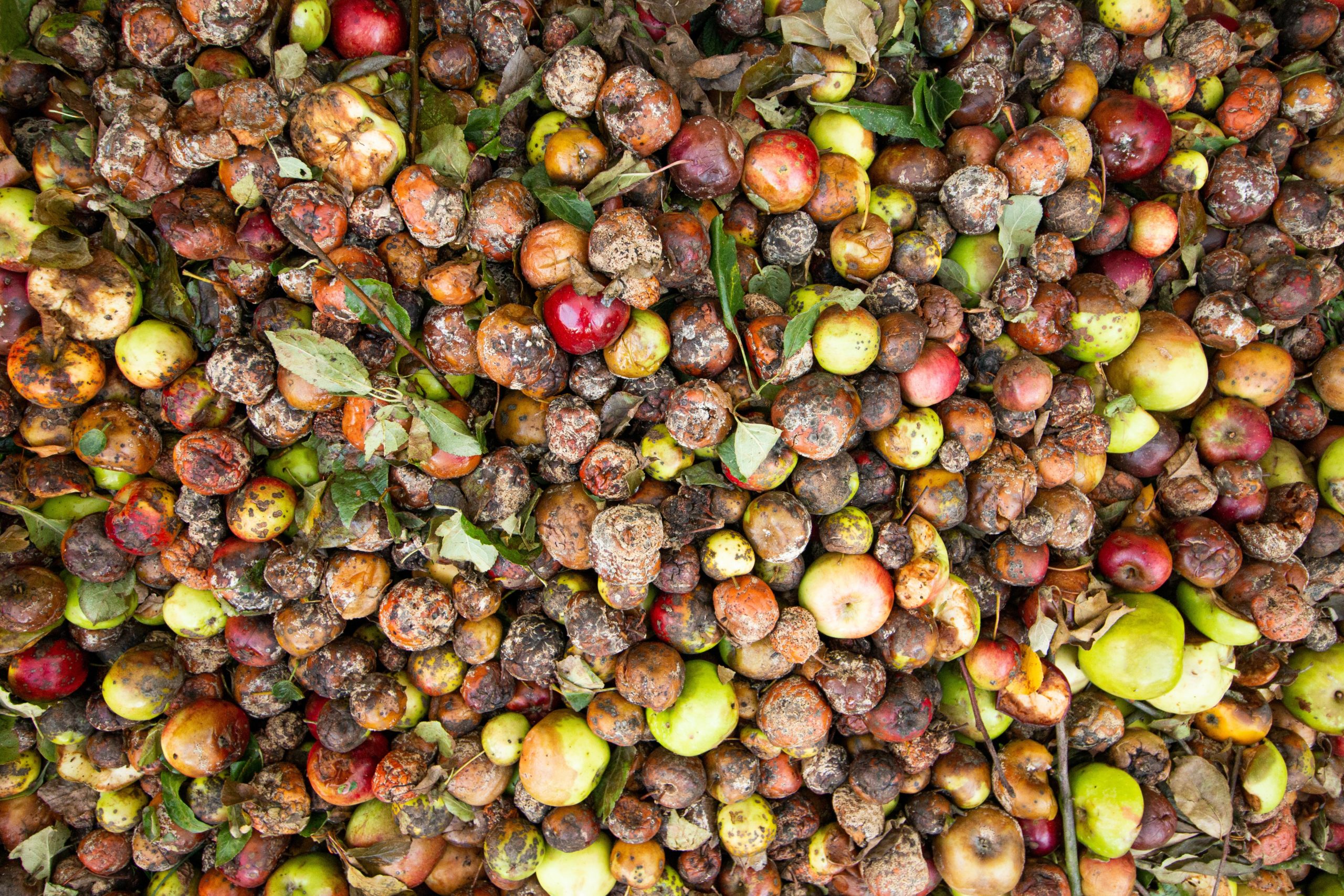 Lees meer over het artikel Kliekjes: zo voorkom je dat je onnodig eten weggooit