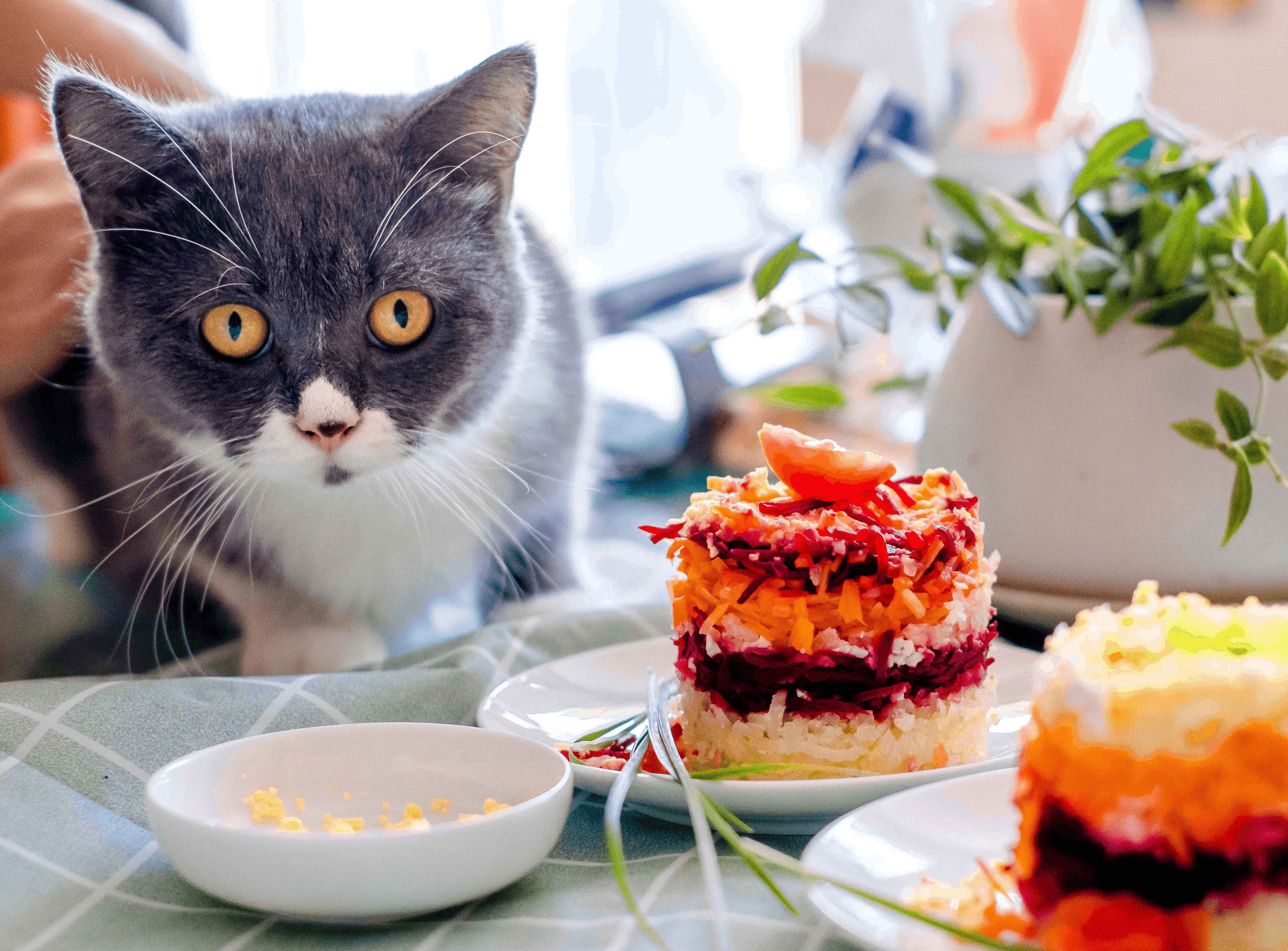 Lees meer over het artikel Dierendag: verwen jouw huisdier met wat lekkers