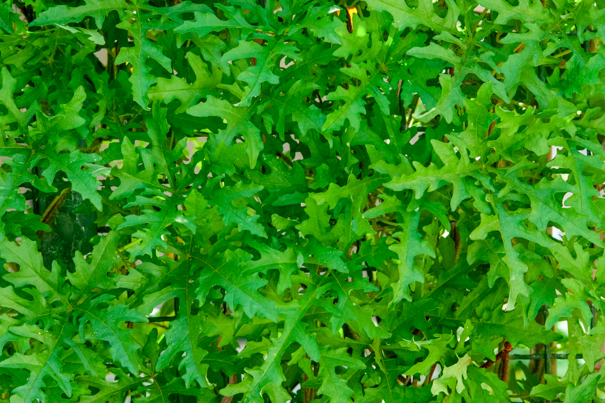 Rucola stamppot met spekjes